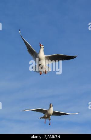 Die Schwarzkopfmöwe (Chroicocephalus ridibundus) (Larus ridibundus). Vogel im Flug mit seinen weit ausgebreiteten Flügeln, Schwarzes Meer Stockfoto