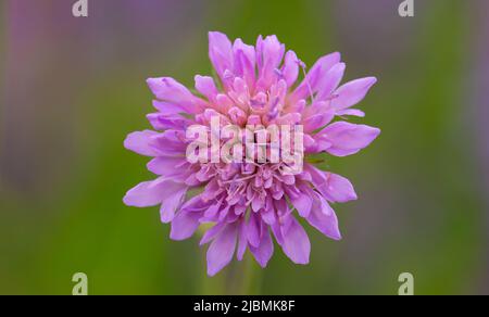 Rosafarbene Kornblume auf grünem Hintergrund, Nahaufnahme, selektiver Fokus. Stockfoto