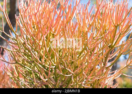 Euphorbia tirucalli Indianerbaum-Spurge mit Sukulenten Ästen natürlichen Hintergrund Stockfoto