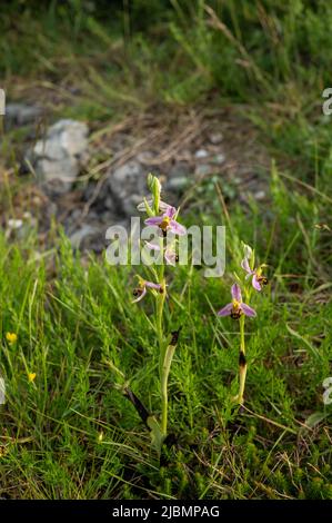 Frühlingsblüte von bunten wilden Orchideen Blumen auf Wiesen in der Nähe von Dorf Bakio, Baskenland, Spanien Stockfoto