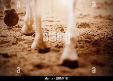 Schöne Beine eines weißen eleganten Pferdes, das an einem sonnigen Tag mit schurenden Hufen auf den Sand tritt. Reitsport. Tiere. Stockfoto