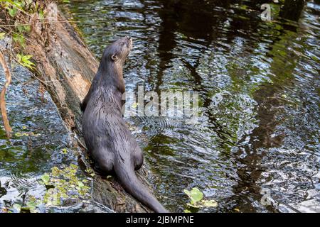 Naples, Florida. Korkenzieher-Sumpfschutzgebiet. Flussotter, (Lutra canadensis) auf einem umgestürzten Baum im Sumpf, der nach Raubtieren beobachtet. Stockfoto