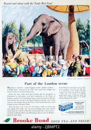 Eine Zeitschriftenanzeige von 1950s für Brooke Bond Tea, illustriert mit einem Foto von Elefanten im Londoner Zoo von C. F. Tunnicliffe. Stockfoto