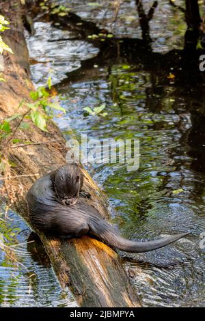 Naples, Florida. Korkenzieher-Sumpfschutzgebiet. Flussotter, (Lutra canadensis) auf einem umgestürzten Baum im Sumpf, der seinen Pelzmantel ausstielt. Stockfoto