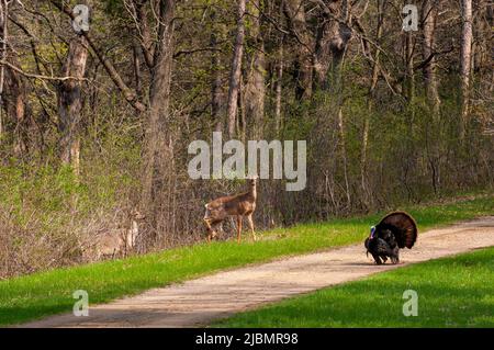 Vadnais Heights, Minnesota. John H. Allison Forest. Wilder truthahn meleagris gallopavo; Spaziergang auf einem Pfad durch den Wald mit zwei Weißschwanzhirschen, Stockfoto