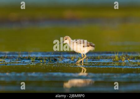 Ein sehr junges Küken mit Rattenavocet (Recurvirostra avosetta) Stockfoto