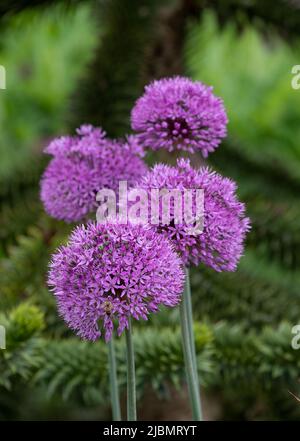Die lila Blütenköpfe des Allium giganteum wachsen neben einem Affen-Puzzlebaum im Trentham Estate, Stoke on Trent, Großbritannien. Sie blühen im Frühsommer. Stockfoto