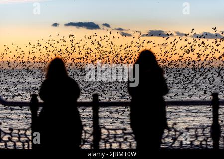 Brighton, 28. 2019. Januar: Das nächtliche Gemurmel Tausender Stare auf dem Weg zum Platz unter Brighton's Palace Pier Stockfoto