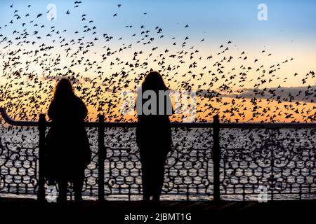 Brighton, 28. 2019. Januar: Das nächtliche Gemurmel Tausender Stare auf dem Weg zum Platz unter Brighton's Palace Pier Stockfoto