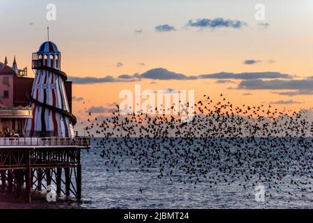 Brighton, 28. 2019. Januar: Das nächtliche Gemurmel Tausender Stare auf dem Weg zum Platz unter Brighton's Palace Pier Stockfoto