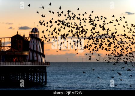 Brighton, 28. 2019. Januar: Das nächtliche Gemurmel Tausender Stare auf dem Weg zum Platz unter Brighton's Palace Pier Stockfoto