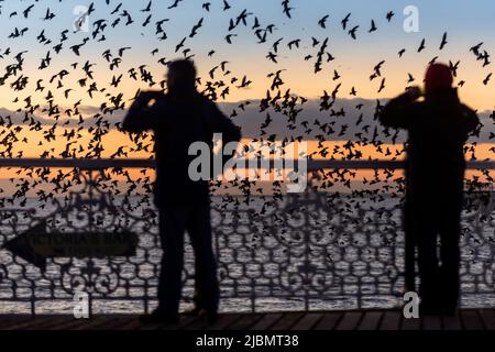 Brighton, 28. 2019. Januar: Das nächtliche Gemurmel Tausender Stare auf dem Weg zum Platz unter Brighton's Palace Pier Stockfoto