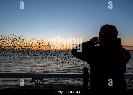 Brighton, 28. 2019. Januar: Das nächtliche Gemurmel Tausender Stare auf dem Weg zum Platz unter Brighton's Palace Pier Stockfoto