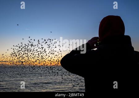 Brighton, 28. 2019. Januar: Das nächtliche Gemurmel Tausender Stare auf dem Weg zum Platz unter Brighton's Palace Pier Stockfoto