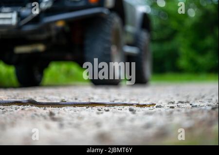 Aesculapian Schlange auf der Straße, Bieszczad, Karpaten, Polen. Stockfoto