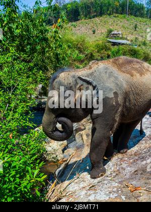 Elephant Camp, Chiang Mai, Thailand 2022 Stockfoto