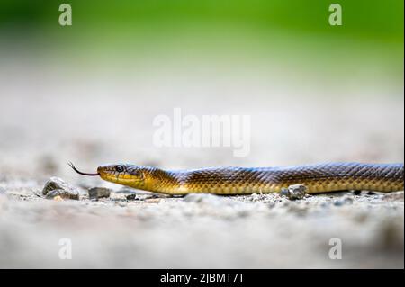 Aesculapian Schlange auf der Straße, Bieszczad, Karpaten, Polen. Stockfoto