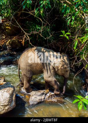 Elephant Camp, Chiang Mai, Thailand 2022 Stockfoto