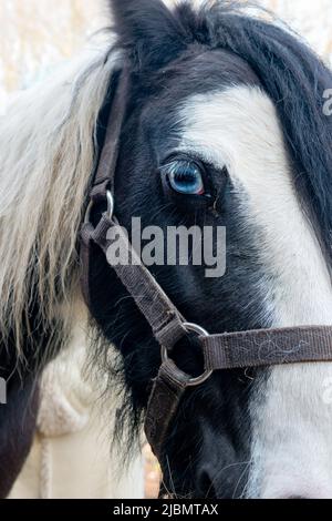 Nahaufnahme von Gesicht und Kopf des kahlköpfigen Zigeunerpferdes mit blauem Maurerauge und bitterlosem Zaumzeug Stockfoto