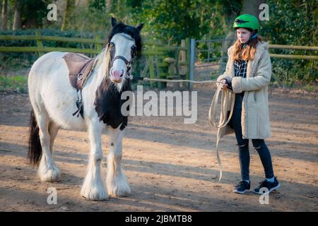 Ein Teenager-Mädchen, das die Zügel eines brüchigen Zigeunerpferdes-Pferdeponys hält Stockfoto