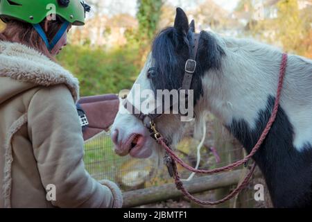 Teenager-Mädchen füttern Zigeunercob Haustier Pferd eine Karotte Stockfoto