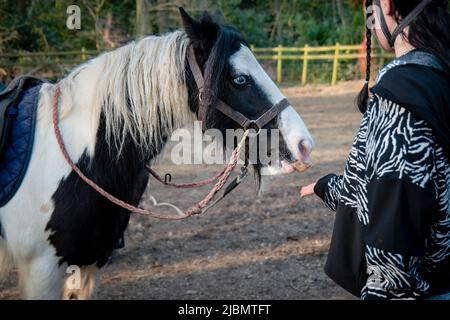 Teenager Mädchen Fütterung kleine Zigeuner Kob Entwurf Pferd Pony Stockfoto