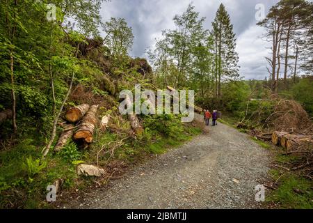 Umgestürzte Bäume durch Sturm Arwen auf dem Rundweg um Tarn Hows im Oktober 2021, Lake District, England Stockfoto