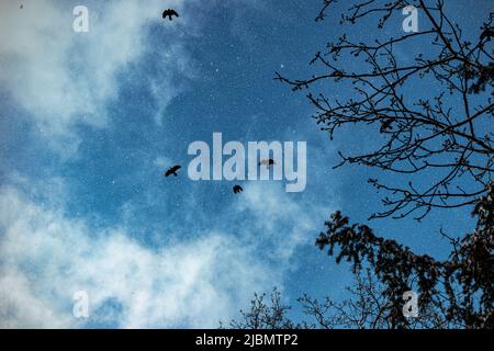 Silhouetten von Saatkrähen, die in einem Schneesturm über dem Himmel fliegen Stockfoto