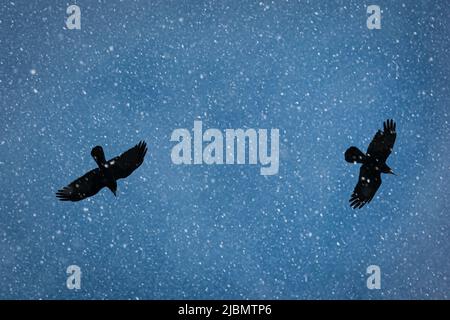 Silhouette von zwei Saatkrähen, die bei einem Schneesturm über dem Himmel fliegen Stockfoto