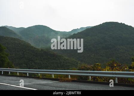 Wald der Präfektur Nagasaki, Nagasaki, Kyushu, Japan Stockfoto