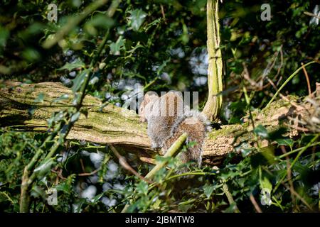 Ein graues Eichhörnchen versteckt sich im Wald auf einem Ast Stockfoto