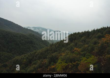 Wald der Präfektur Nagasaki, Nagasaki, Kyushu, Japan Stockfoto