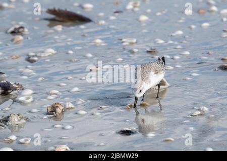 Florida; Erwachsener Sanderling, (Calidris alba) im Wintermantel, der auf Sanibel Island nach kleinen Krabben, Krebstieren, Weichtieren und Meereswürmern sucht. Stockfoto