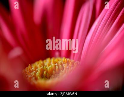 Nahaufnahme einer rosa Gerbera mit gelbem Zentrum und rosa Blütenblättern, die zur Peripherie strahlen. Stockfoto
