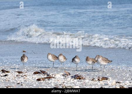 Florida. Eine Herde westlicher Willets (Tringa semipalmata), die auf einem Bein in den Muscheln der Sanibel Island steht. Stockfoto