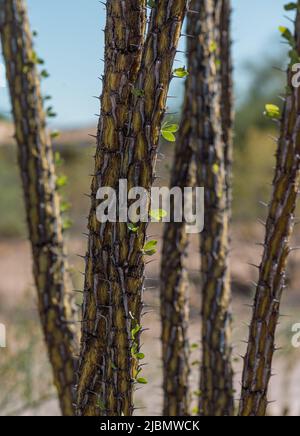 Ocotillo Kaktus in Arizona mit frischen, neuen grünen Blättern. Nahaufnahme. Stockfoto