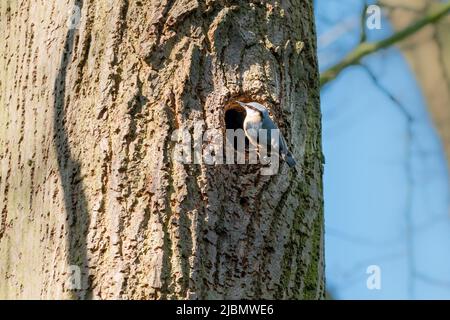 Ein eurasischer Nuthatch Vogel am Eingang zum Baumknoten hohl, Loch auf großem Baum Stockfoto