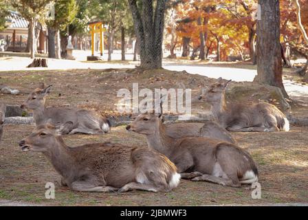 Im Todaiji-Tempel in Nara, Japan, können Hirsche frei herumlaufen Stockfoto