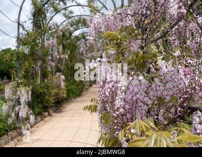 Der Trellis Walk mit mehreren Arten von Glyzinien, die in den historischen Gärten des Trentham Estate, Stoke-on-Trent, Staffordshire, Großbritannien, wachsen. Stockfoto