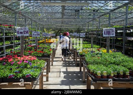 Hockley, Essex, England, 8.. Mai 2022, Im Hockley Garden Center können die Leute unter den im Handel angebotenen Pflanzen und Blumen stöbern Stockfoto