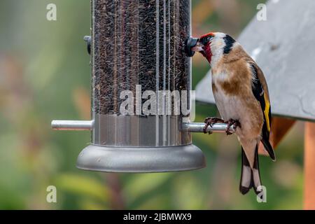 Goldfink, der mit Schnabel in der Nyjer-Samenrohrstation isst Stockfoto