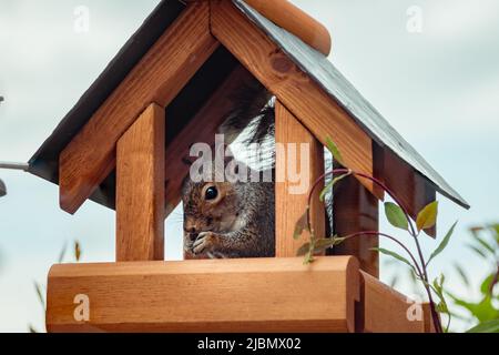 Graues Eichhörnchen im Futterhäuschen aus Holz, das eine Nuss frisst und die Kamera anschaut Stockfoto