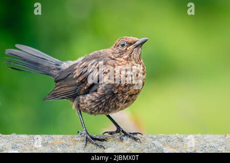 Jugendliche Amsel an der Gartenwand Stockfoto