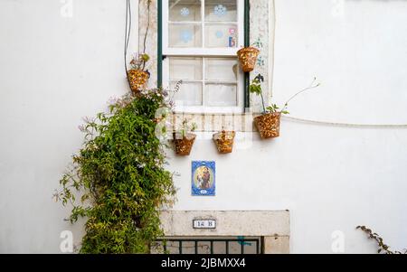 Eine Kletterpflanze befindet sich an der weißen Wand eines alten Hauses in Lissabon, der Hauptstadt Portugals Stockfoto