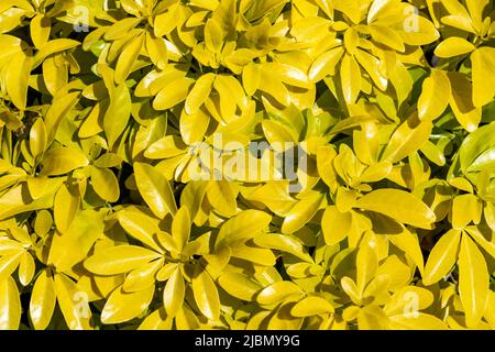 Choisya ternata 'Sundance' ein immergrüner Strauch mit leuchtend gelben Blättern, eine frühlingsblühende Pflanze mit einer weißen Frühlingsblüte Stockfoto