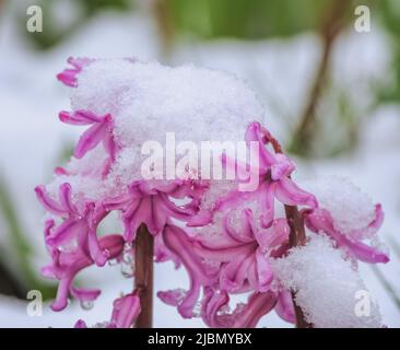 Nahaufnahme der violetten Hyazinthen-Blüte im Schnee Stockfoto