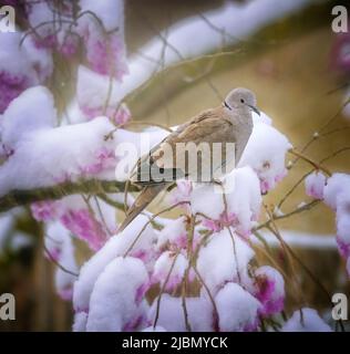 Nahaufnahme einer Taube auf einem Baum mit schneebedeckten rosa Kirschblüten Stockfoto
