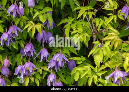 Im Frühling blühende Clematis Alpina. Stockfoto