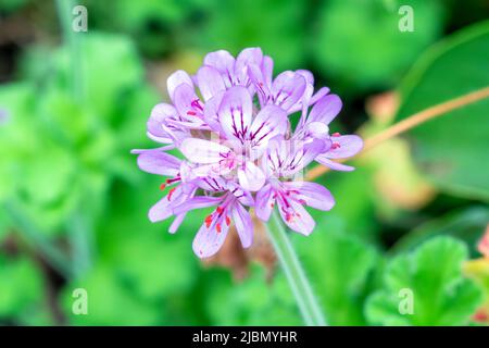 Pelargonium capitatum eine Sommer blühende Pflanze mit einer rosa Sommerblüte, die gemeinhin als Geranie bekannt ist, Stockfoto Stockfoto