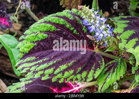 Solenostemon scutellarioides 'Dragon Black' eine Sommerherbstblütenpflanze mit roten schwarzen Blättern im Sommer und allgemein bekannt als Coleus oder Schmerz Stockfoto